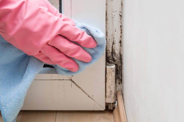 Best Health and Safety Mold Remediation in Garyville, LA